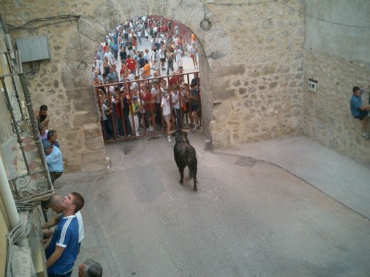 bull watching runners