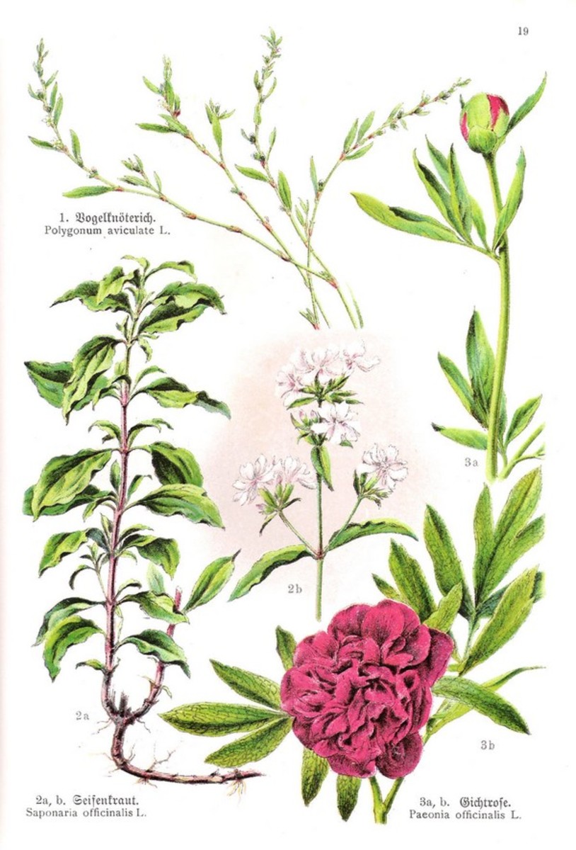 Saponaria officinalis, or soapwort, is a pretty herb and makes great shampoo and laundry/general cleaning detergent.