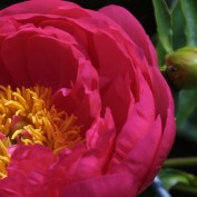 Rosa Monde profile image