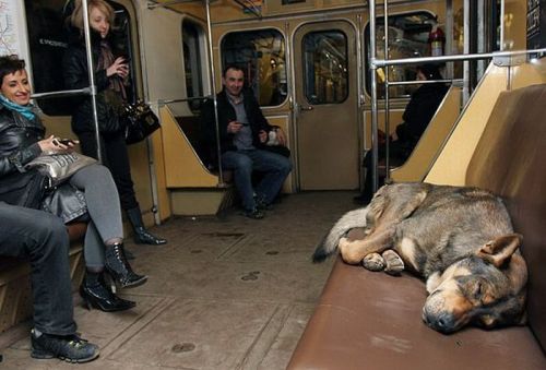 A beggar dog takes an impromptu nap.