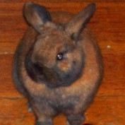 Enzo Bun profile image