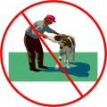 How Not To Feed a Baby Cow