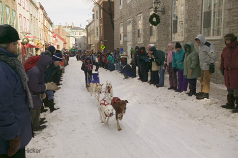 Quebec Winter Festival, Dog Race
