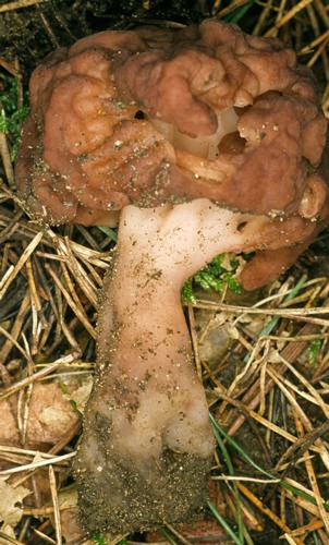 False morel