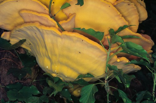 chicken of the wood