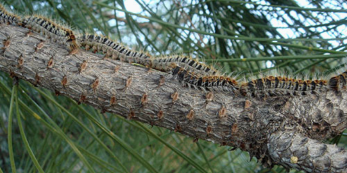pine processionary caterpillars