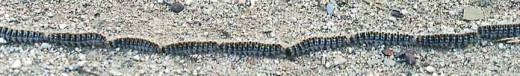 a line of processionary caterpillars