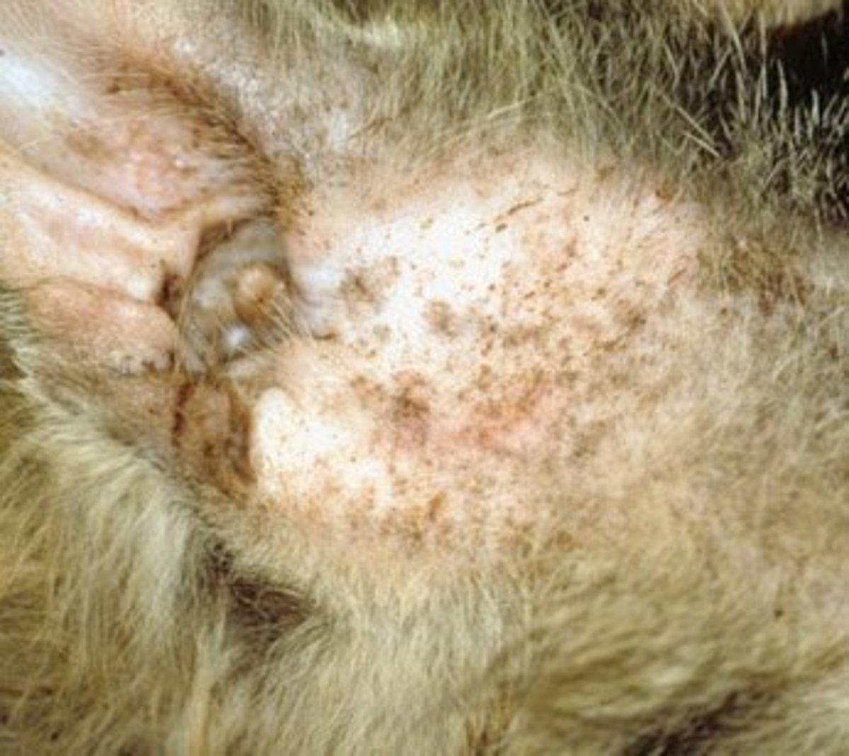 Common Cat Skin Problems Signs and Treatment HubPages