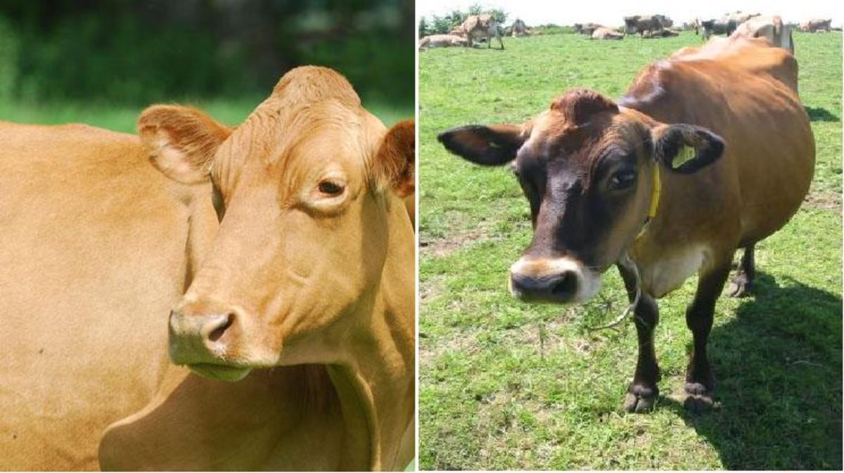 Do Guernsey or Jersey Cows Produce the Better Milk?