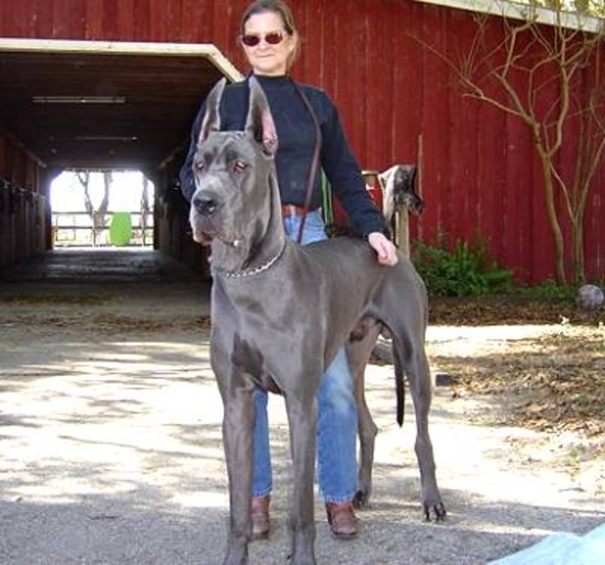 Large Dog Breed Information and Photos PetHelpful