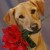 Dog Love: Flowers For You (Andrea Yankovsky) Dog Love: Flowers For You (Andrea Yankovsky)