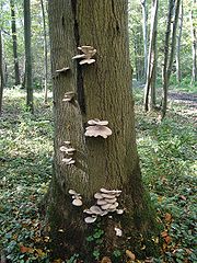 oyster mushrooms in the wild