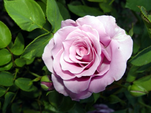 Purple Rose in Garden