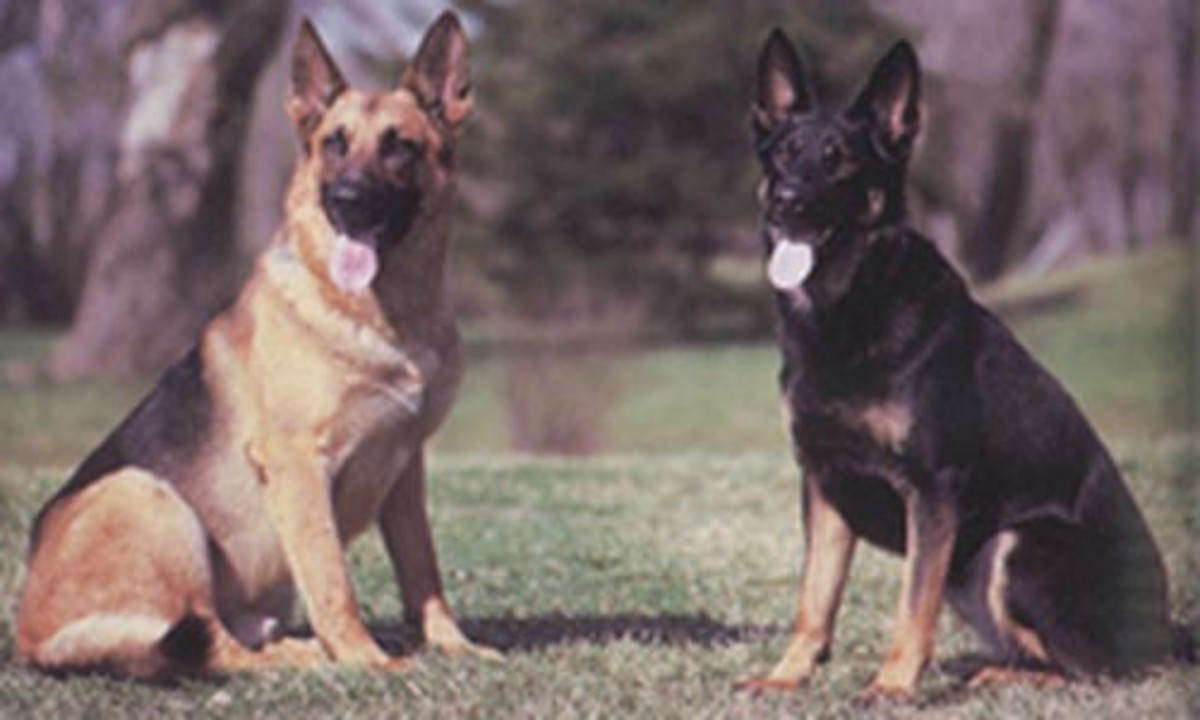 Large Dog Breed Information and Photos | PetHelpful