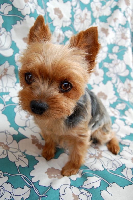 Get to Know the Yorkshire Terrier (Yorkie) - Intelligent Dogs with BIG