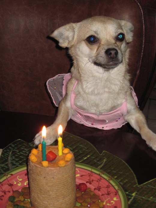 Our dog, Chika, patiently waits as we sing Happy Birthday