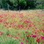 Gorgeous fields of wildflowers Gorgeous fields of wildflowers