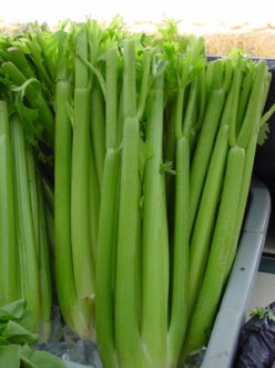 Celery - Health Benefits of Celery