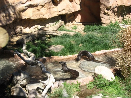Sea Otters playing in their enclosure at Tucson's Reid Park Zoo