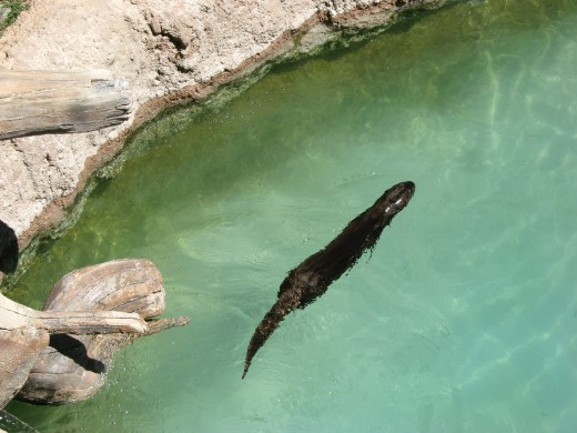 Sea Otter swimming in their enclosure at Tucson's Reid Park Zoo