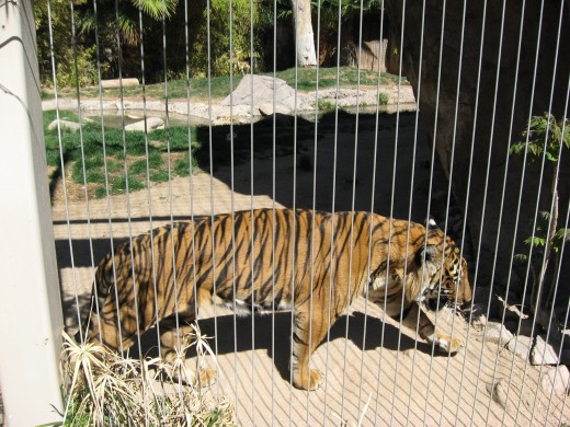 Tiger prancing around cage in Tucson's Reid Park Zoo