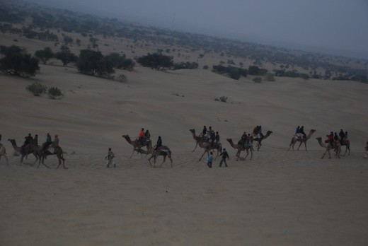 Camel safari