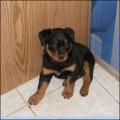 Best Places to Adopt a Puppy