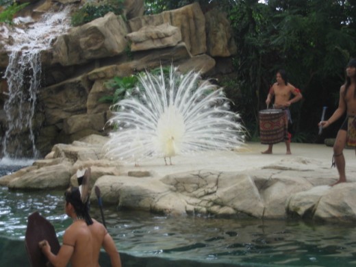 Singapore Zoo