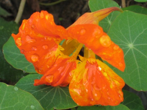  Photo:   Nasturtiums are easy to grow and have colorful flowers.