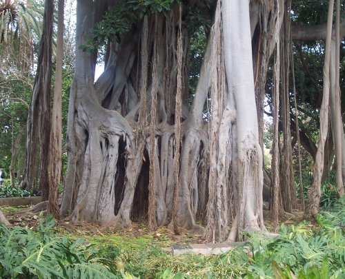 Australian Banyan Tree. Photo: Steve Andrews