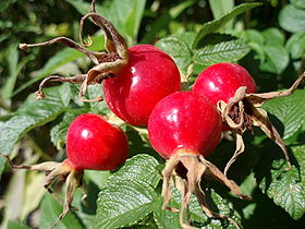 Rose hips photo from:http://en.wikipedia.org/wiki/Rose_hip