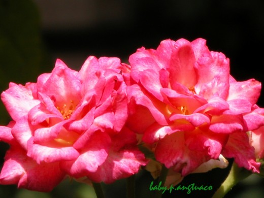 Twin roses