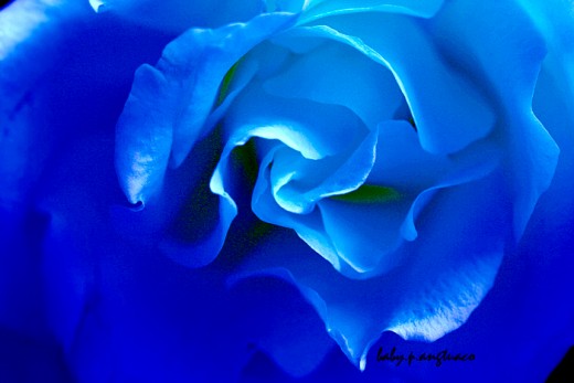 manipulated blue rose