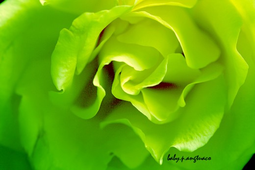 manipulated green rose