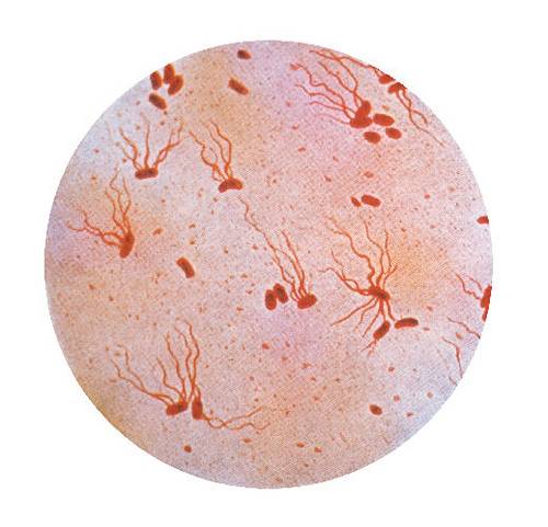 Salmonella