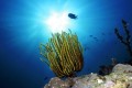 Underwater Kingdom in Davao the Philippines