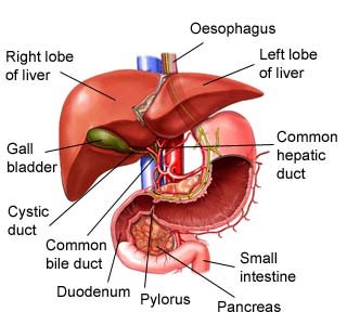 A Diagram that shows all the different parts of the Human Liver
