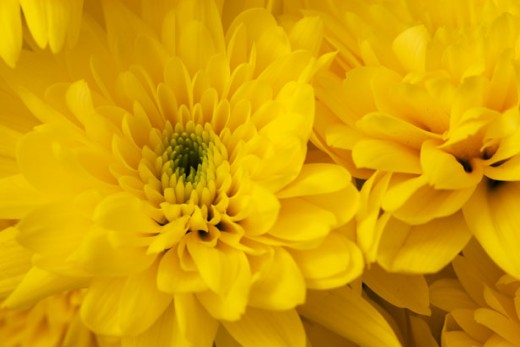 Chrysanthemum are beautiful insect repellants