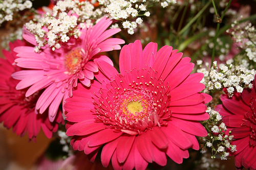 Gerbera daisies are a favorite for casual weddings.
