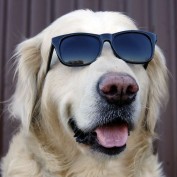 B1ogger profile image