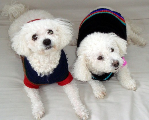 I was able to enhance and correct the lighting with Picasa. In this photo is my friend, Nari's dogs-Mickey and Minnie.