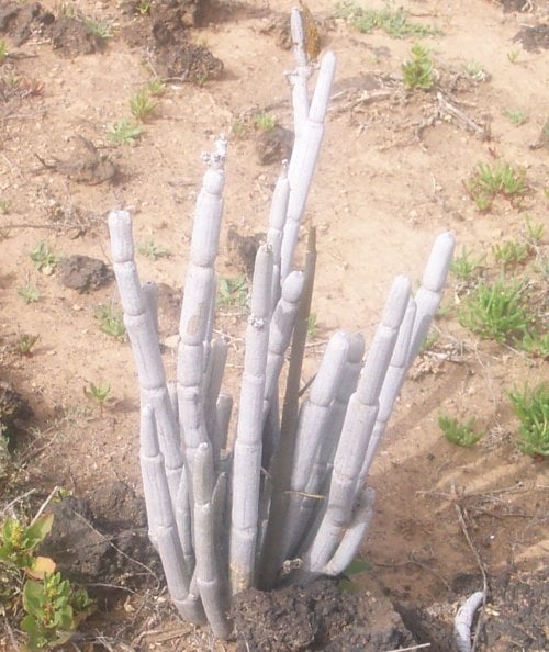 Cardoncillo