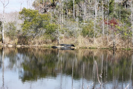 Sunbathing alligators off Alligator Alley