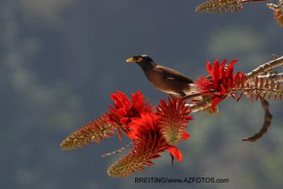 Thailand, Humming Bird  Humming Bird on red flower. source azfotos