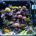 An aquarium should be relaxing...right?