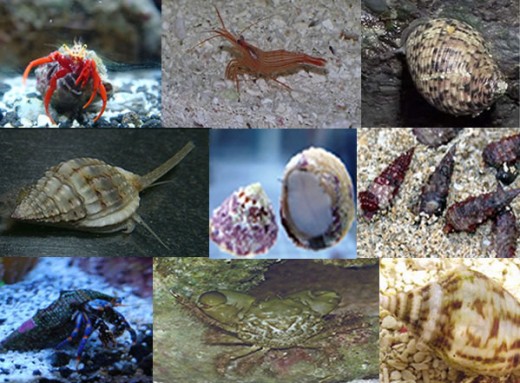 I have all of these now; including the peppermint shrimp...