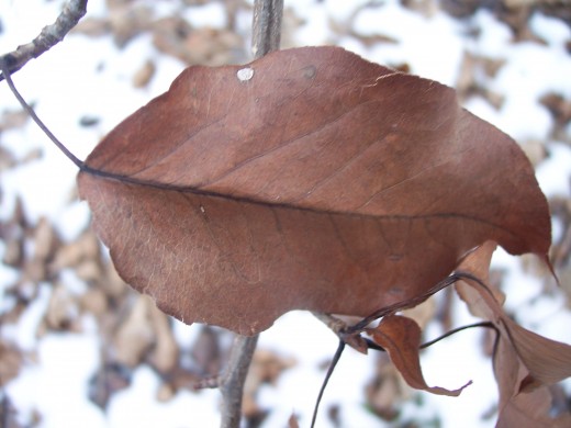 Close up of a dead leaf on a tree.