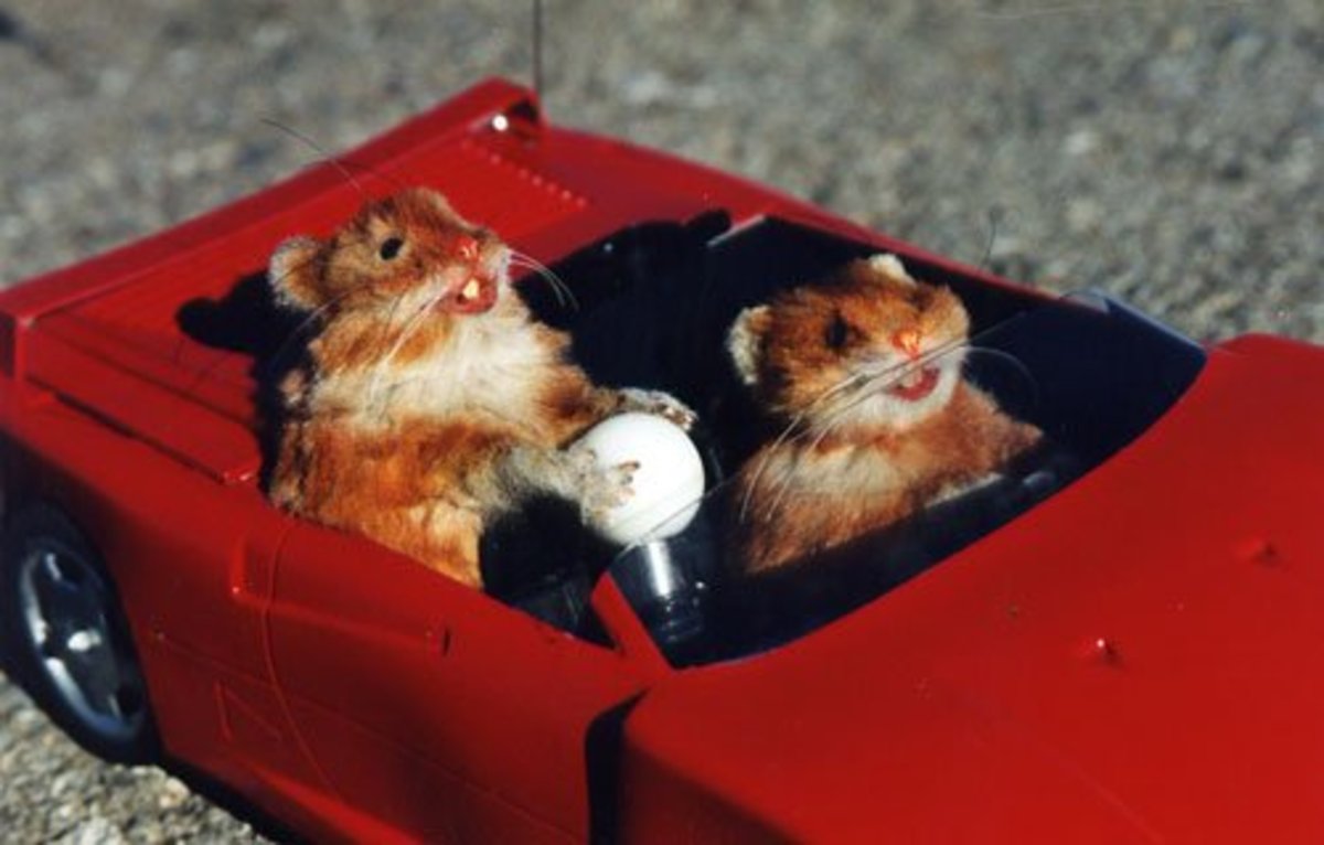 travelling hamster