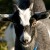 What Burns My Goat What Burns My Goat