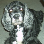 meucci24 profile image
